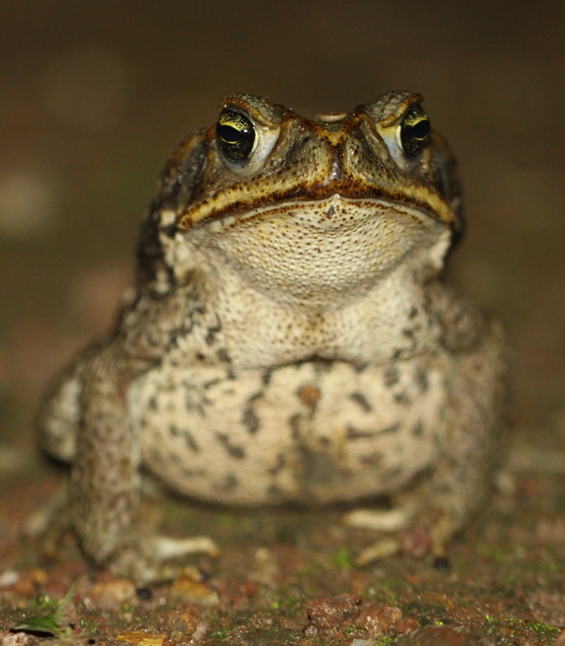 toad